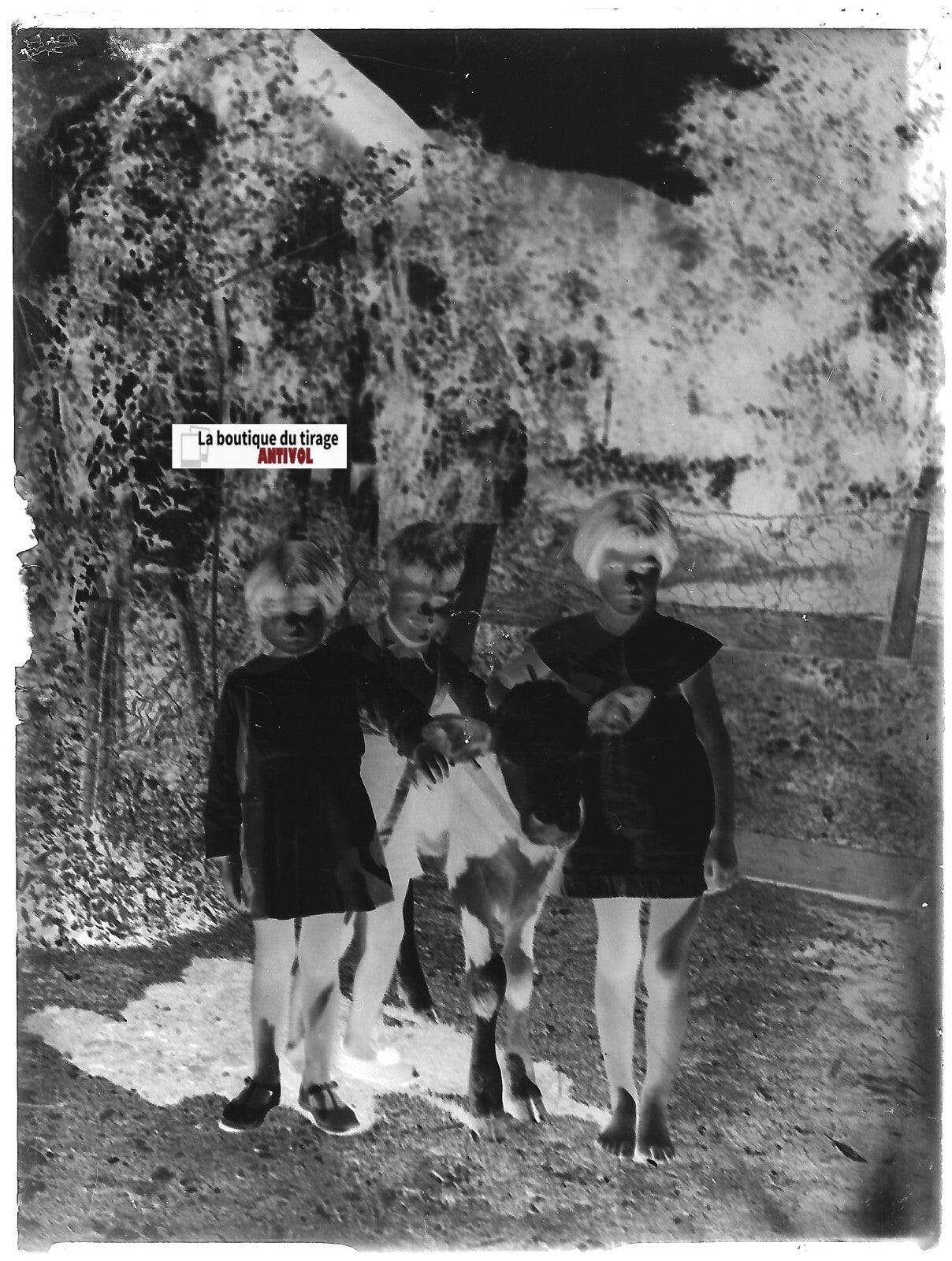 Enfants, veau, ferme, Plaque verre photo ancienne, négatif noir & blanc 9x12 cm