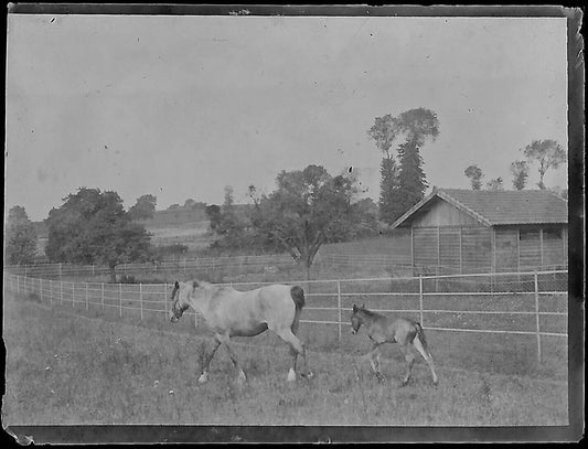 Plaque verre photo ancienne négatif noir et blanc 4x6 cm chevaux poulain vintage