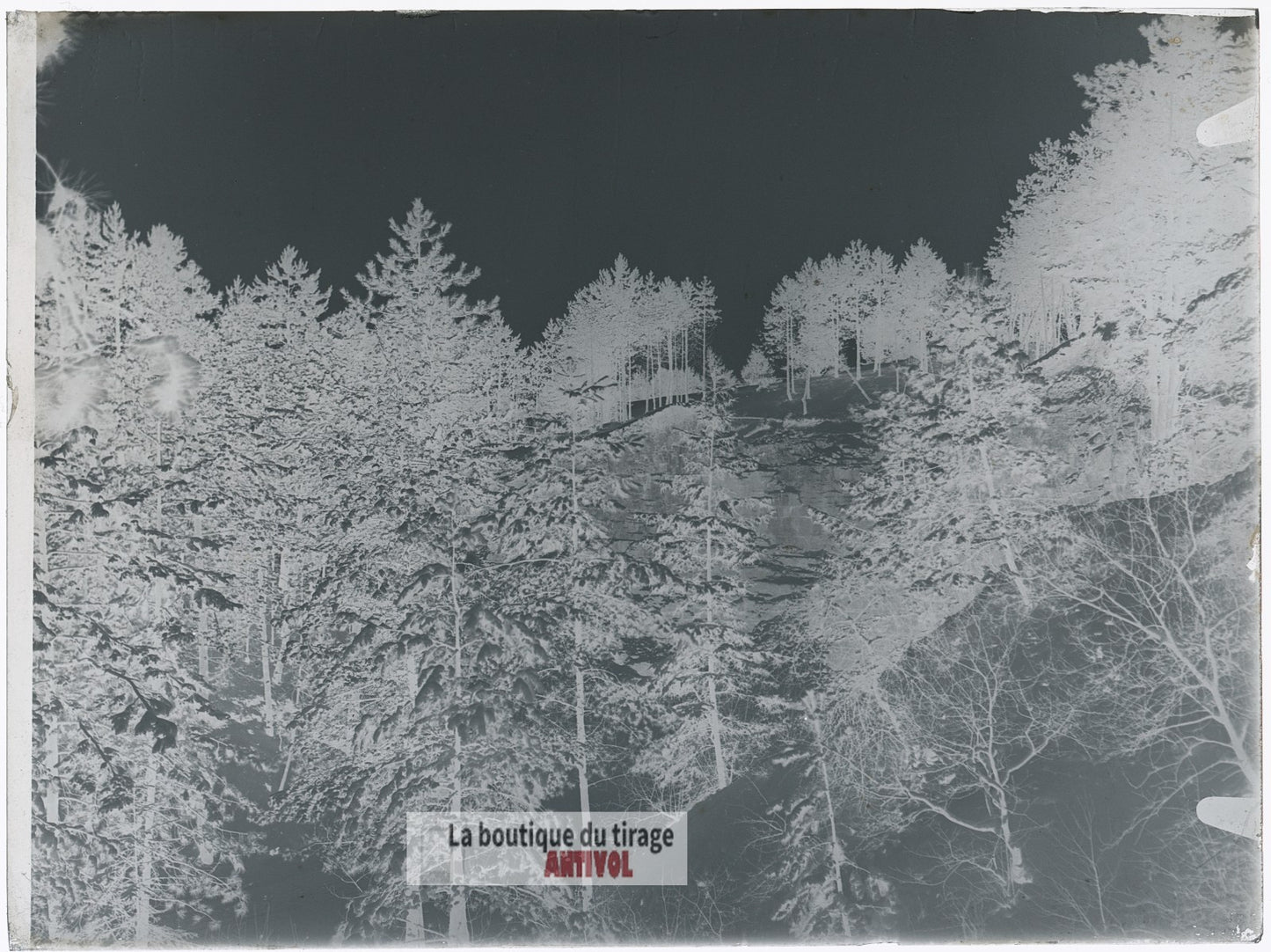 Forêt enneigée, hiver paysage, plaque verre, photo ancienne, négatif 9x12 cm