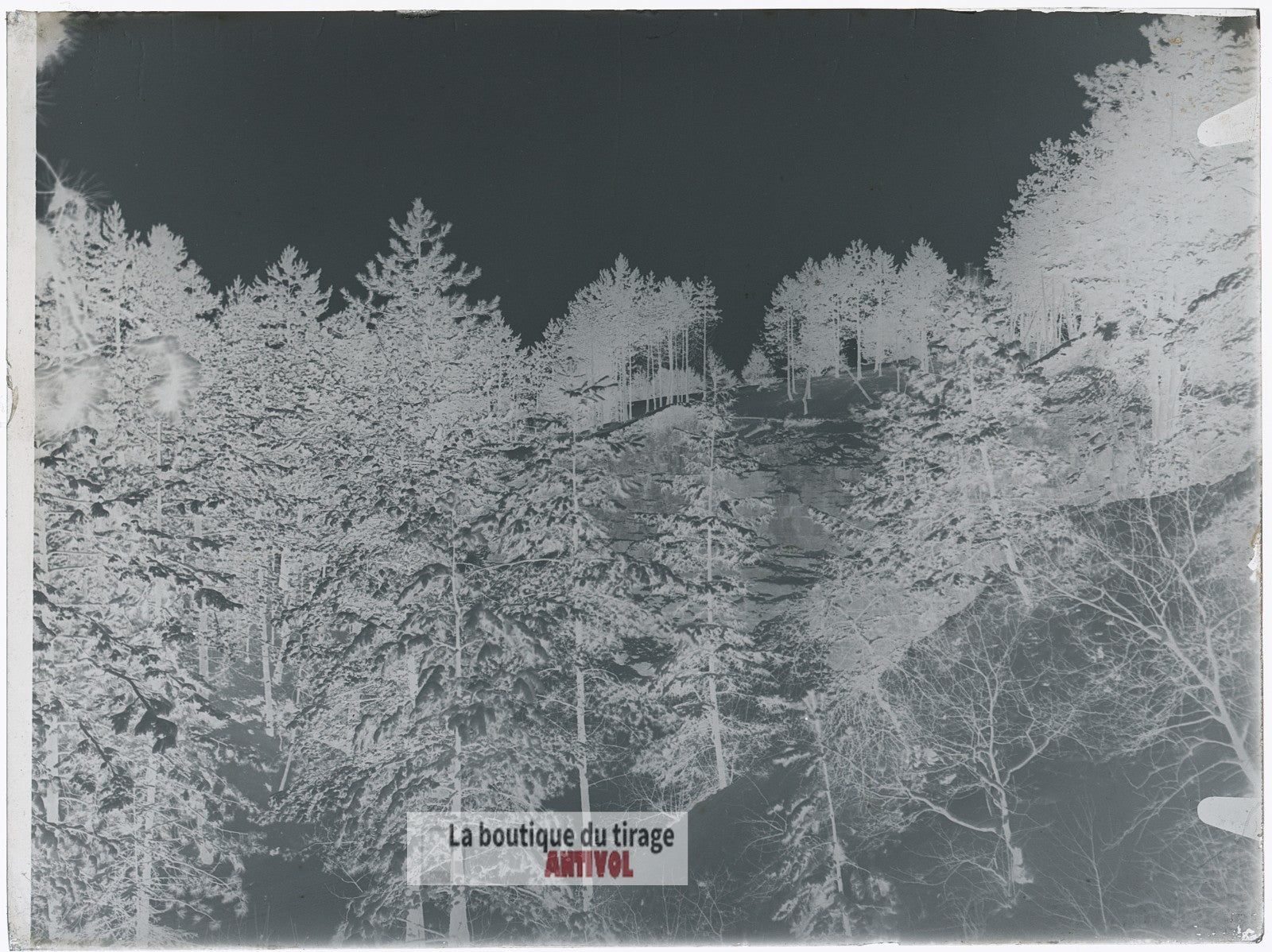 Forêt enneigée, hiver paysage, plaque verre, photo ancienne, négatif 9x12 cm