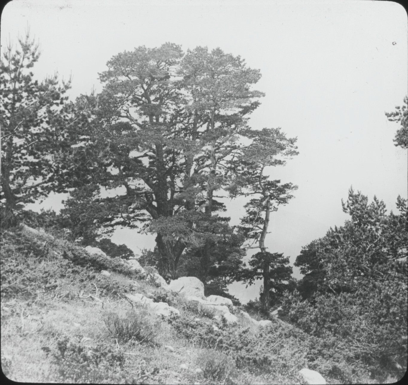 Montagne de Lachens, Var, photo ancienne plaque de verre, positif 8,5x10 cm