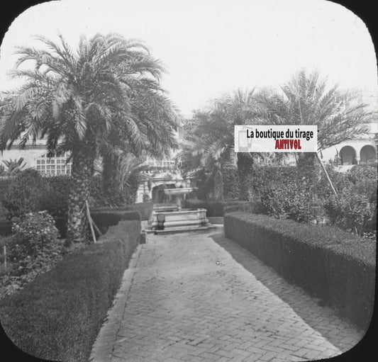 Palmiers, jardin, Séville, photo ancienne plaque verre, positif 8,5x10 cm