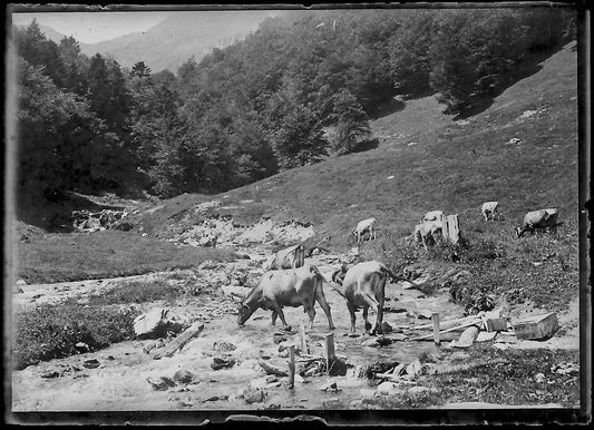 Plaque verre photo négatif noir et blanc 6x9 cm rivière montagne Luchon vaches