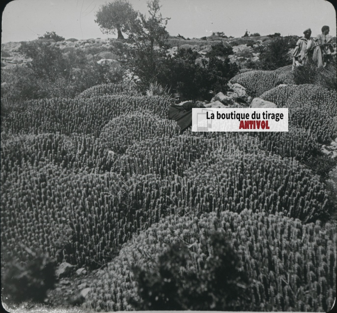 Euphorbe résinifère, Maroc, paysage, photo plaque verre, positif 8,5x10 cm