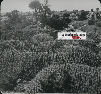 Euphorbe résinifère, Maroc, paysage, photo plaque verre, positif 8,5x10 cm