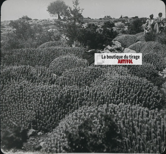 Euphorbe résinifère, Maroc, paysage, photo plaque verre, positif 8,5x10 cm