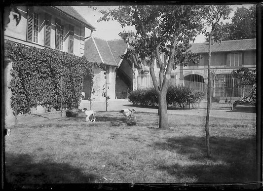 Plaque verre photo ancienne négatif noir et blanc 6x9 cm parc château chien - La Boutique Du Tirage 