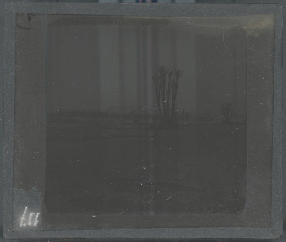 Maghreb, paysage, oasis, photo ancienne plaque de verre, positif 8,5x10 cm