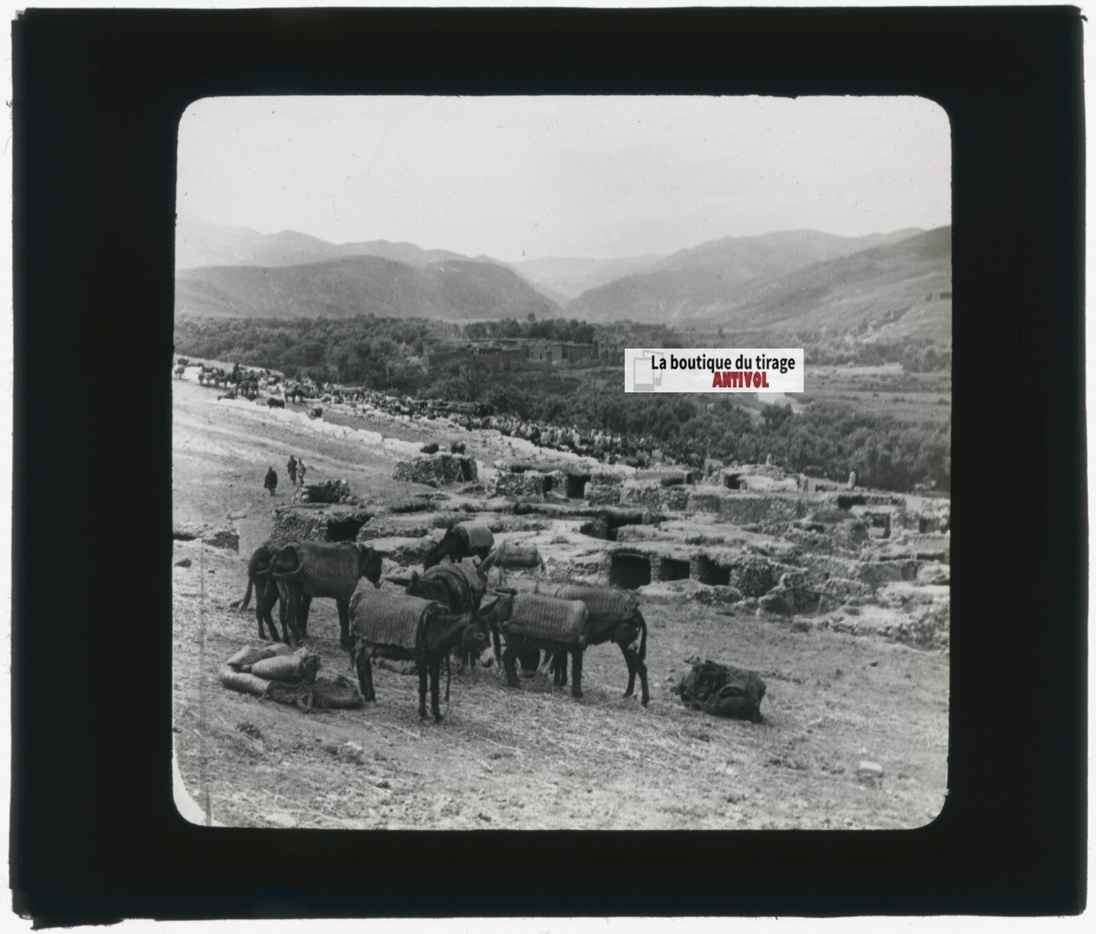 Paysage, mules, nature, photo ancienne plaque de verre, positif 8,5x10 cm