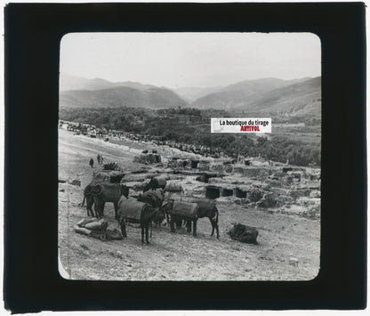 Paysage, mules, nature, photo ancienne plaque de verre, positif 8,5x10 cm