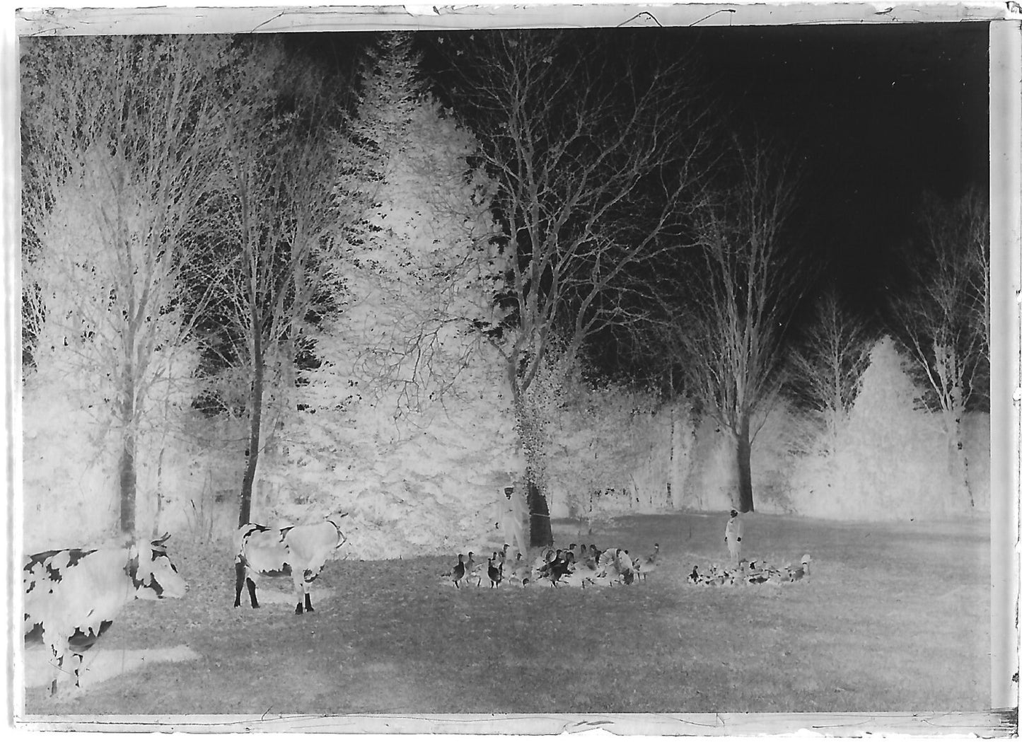 Plaque verre photo ancienne négatif noir et blanc 6x9 cm enfant ferme vache oie 