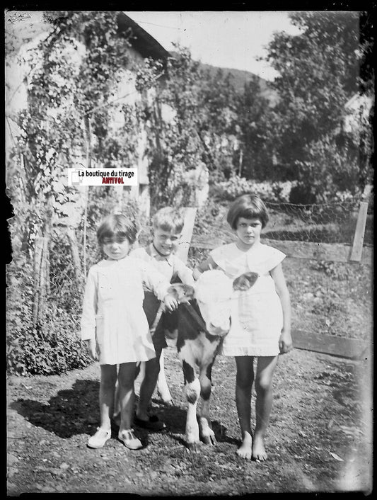 Enfants, veau, ferme, Plaque verre photo ancienne, négatif noir & blanc 9x12 cm