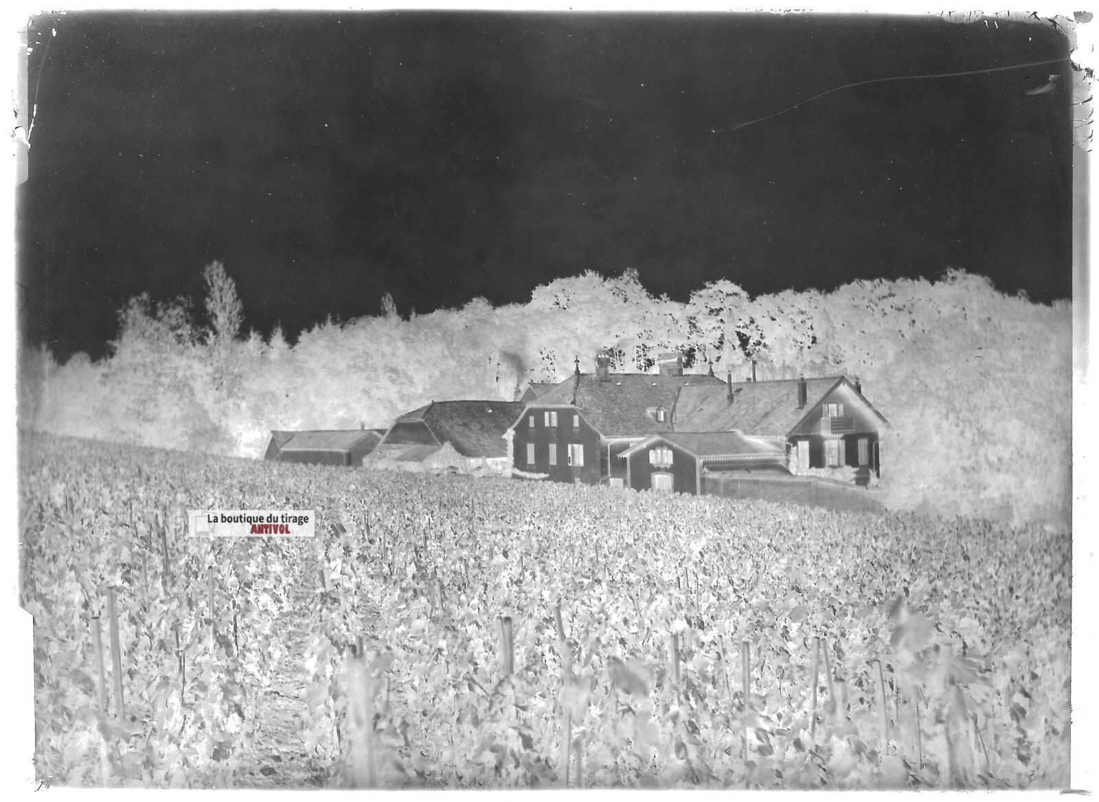 Plaque verre photo ancienne négatif noir et blanc 13x18 cm vigne domaine
