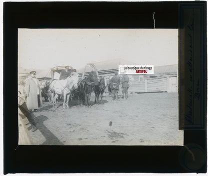 Sretensk, Russie, chevaux, photo plaque verre, noir & blanc, positif 8,5x10 cm