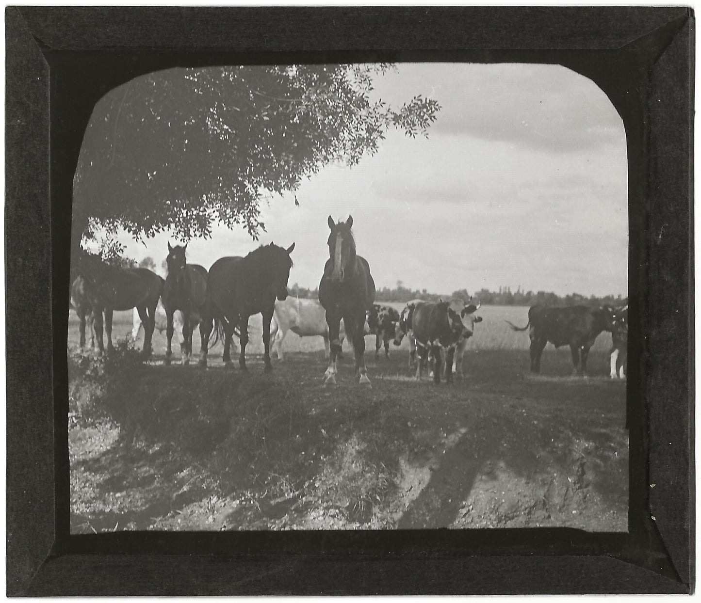 Campagne France, chevaux vaches au pré, photo plaque de verre, positif 8,5x10 cm