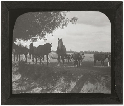 Campagne France, chevaux vaches au pré, photo plaque de verre, positif 8,5x10 cm