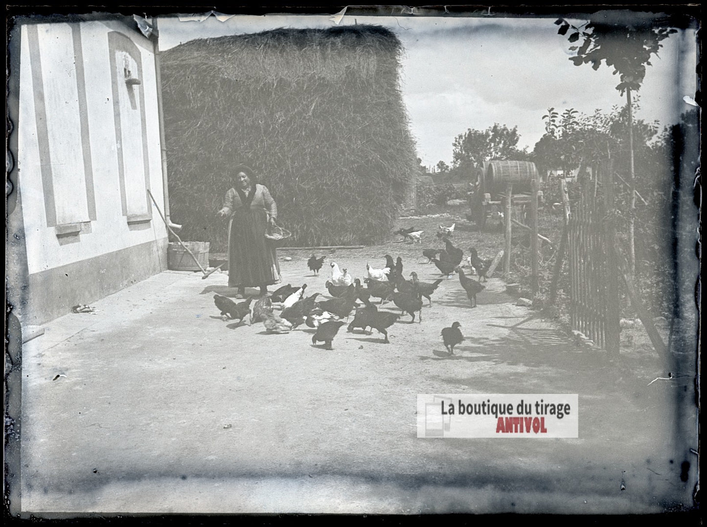 Basse-cour à la ferme, poules, plaque verre photo ancienne, négatif 9x12 cm