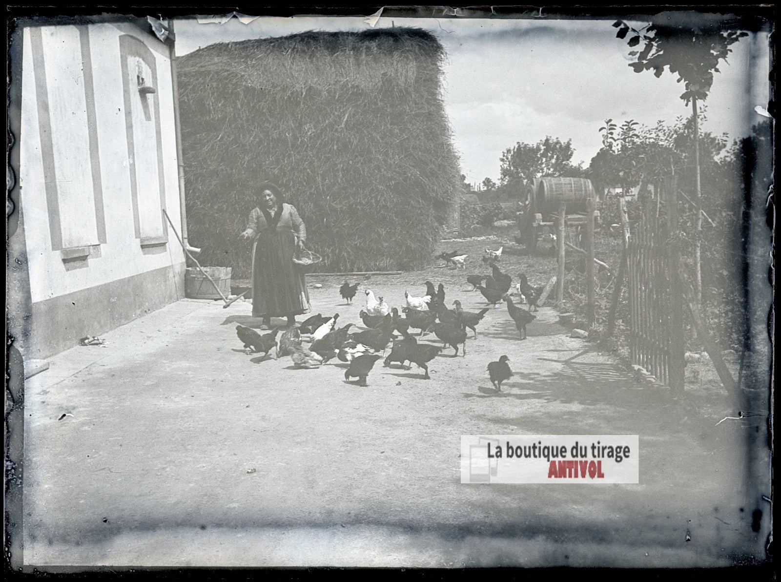 Basse-cour à la ferme, poules, plaque verre photo ancienne, négatif 9x12 cm