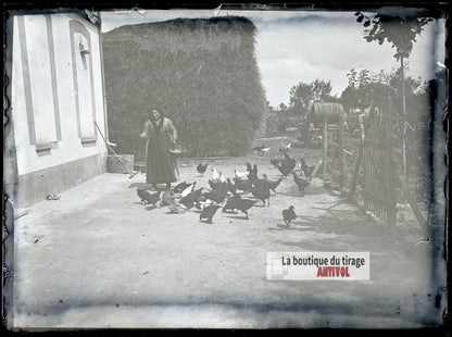 Basse-cour à la ferme, poules, plaque verre photo ancienne, négatif 9x12 cm