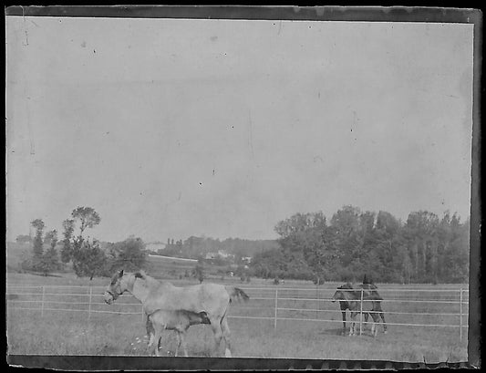 Plaque verre photo ancienne négatif noir et blanc 4x6 cm chevaux poulain vintage