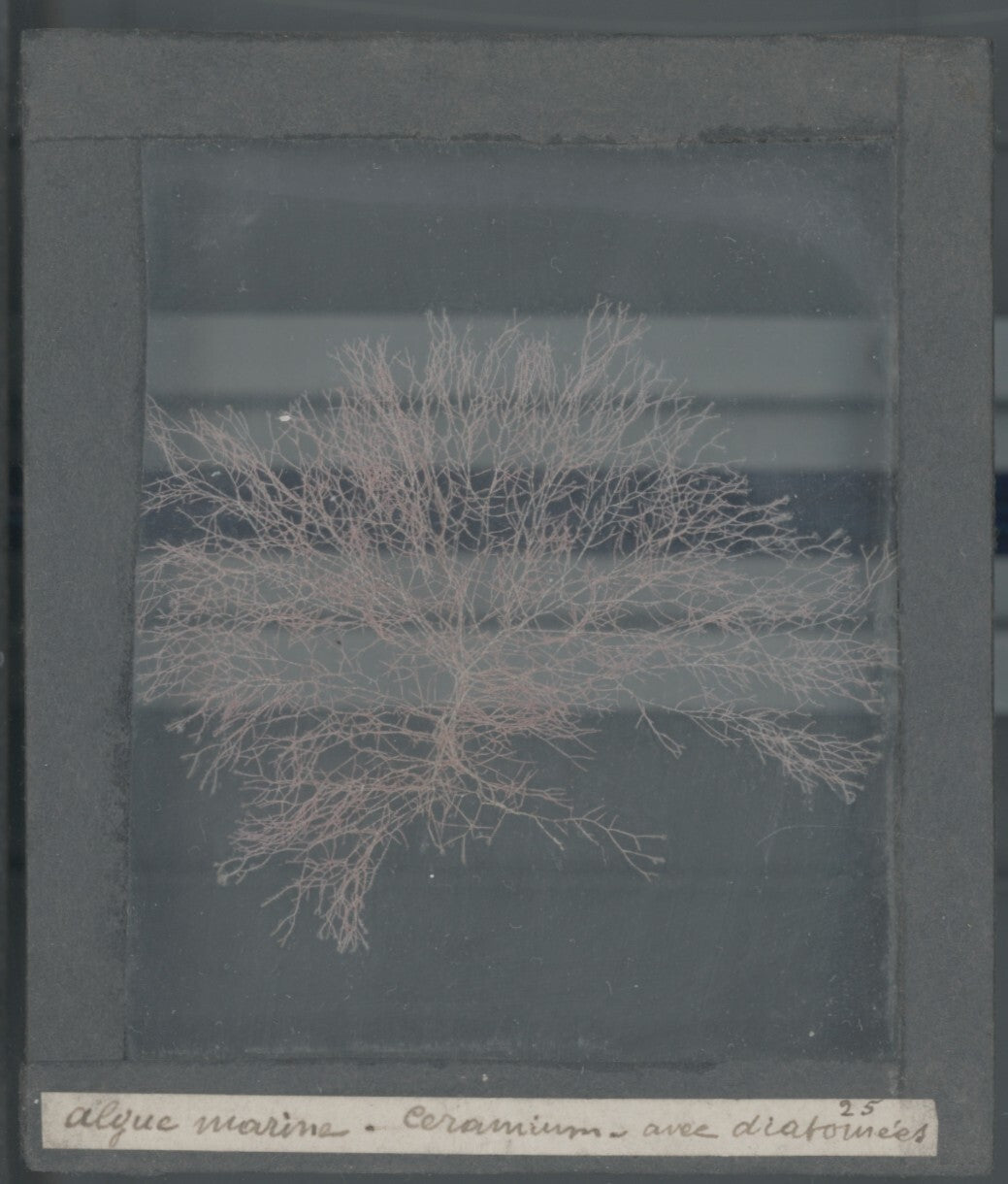 Echantillon algue marine, mer, nature, sous plaque de verre, 8,5x10 cm