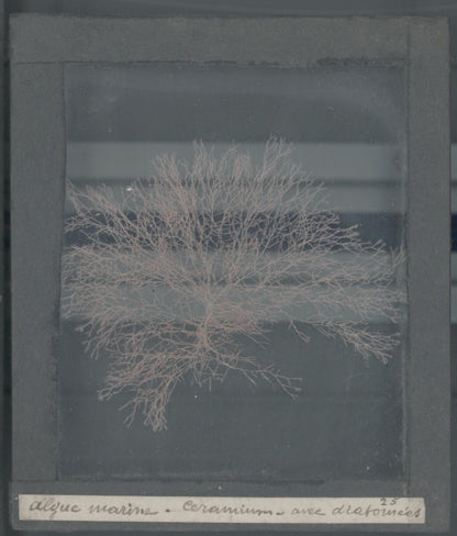 Echantillon algue marine, mer, nature, sous plaque de verre, 8,5x10 cm