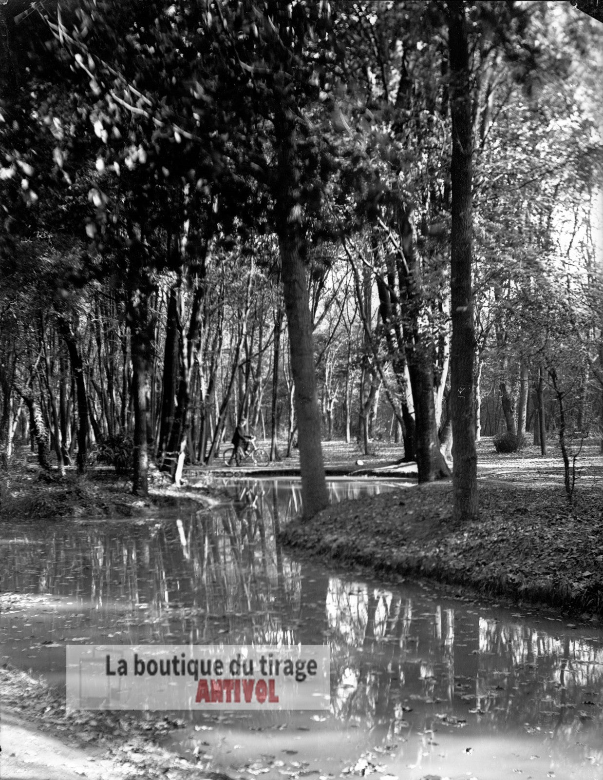 Promenade à bicyclette, sous-bois, plaque verre, photo ancienne, négatif 9x12 cm