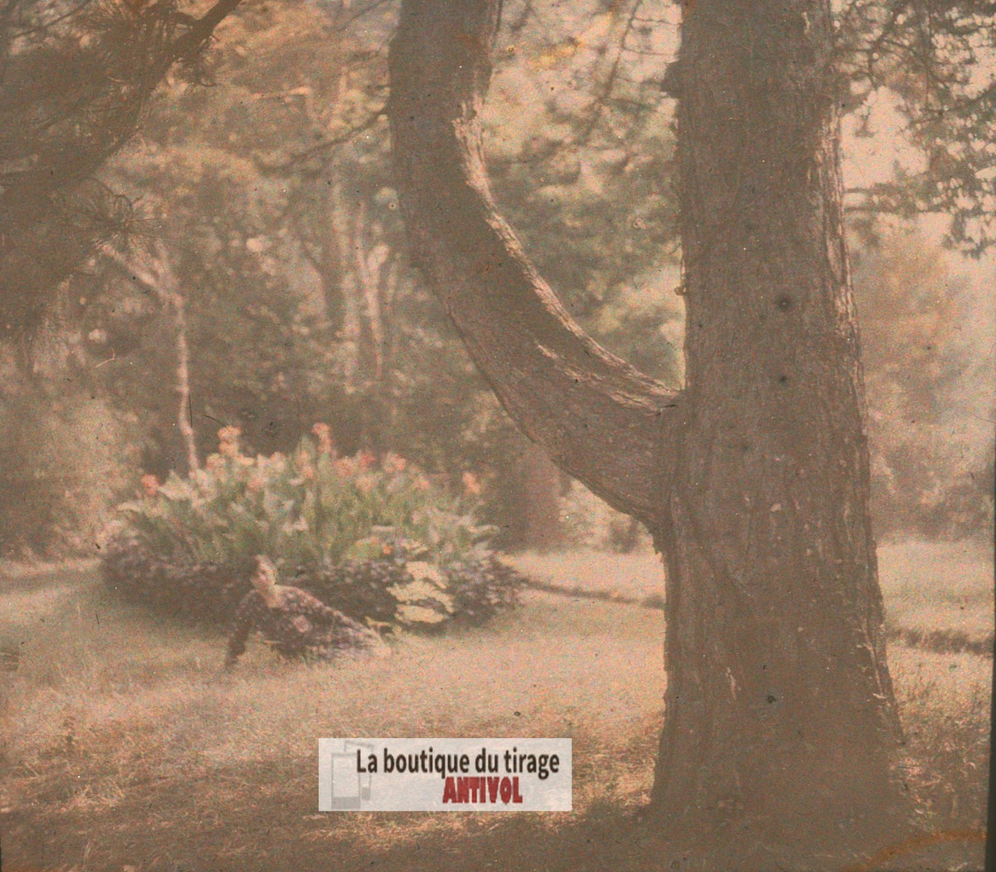 Parc, personnage, Écully, plaque verre, photo ancienne stéréo 6x13 cm Autochrome