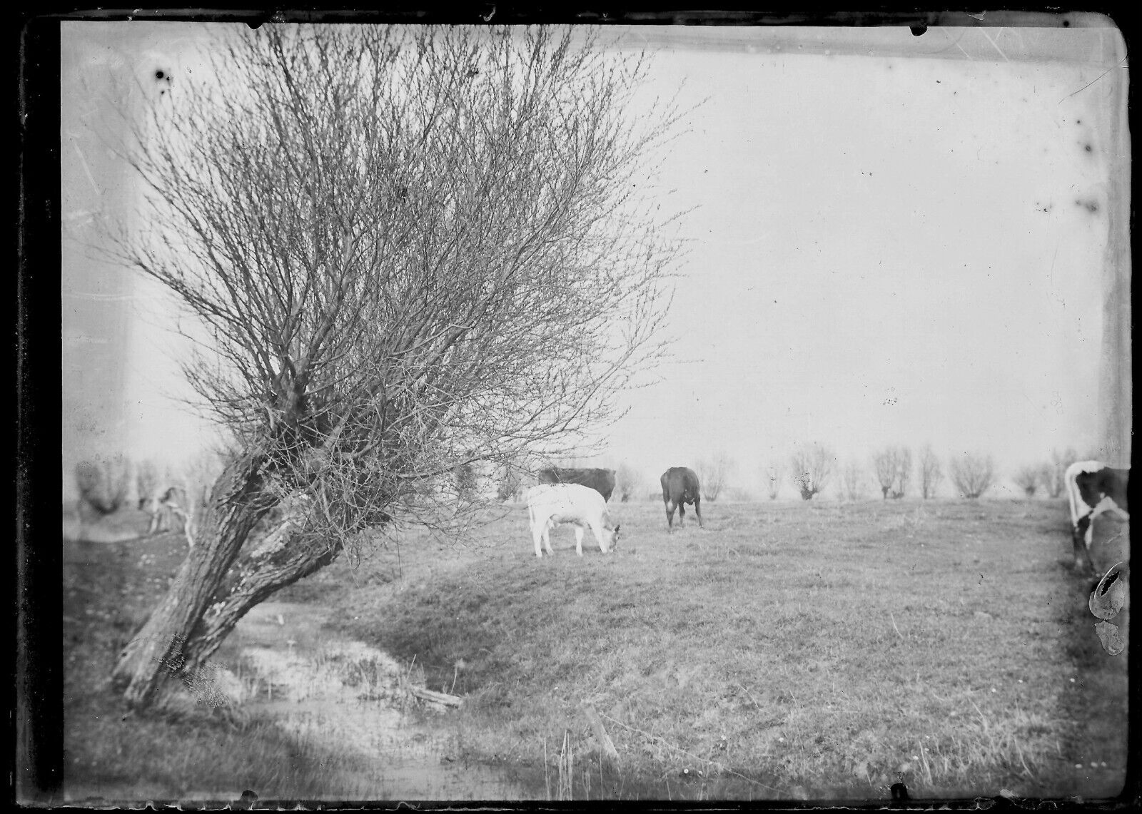 Belgique, famille, campagne, photo plaque verre, lot de 10 négatifs 13x18 cm