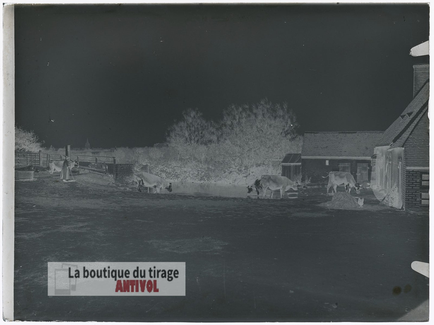 Cour de ferme, vaches, plaque verre, photo ancienne, négatif 9x12 cm