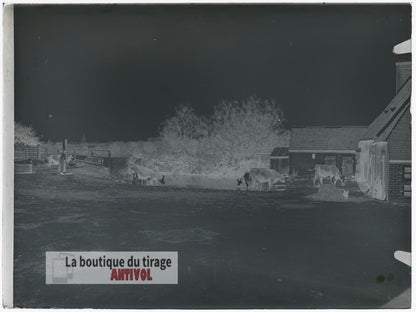 Cour de ferme, vaches, plaque verre, photo ancienne, négatif 9x12 cm