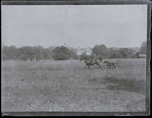 Plaque verre photo ancienne négatif noir et blanc 4x6 cm chevaux château Bailly