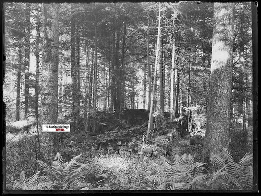 Forêt, montagne nature, Plaque verre photo, négatif ancien noir & blanc 9x12 cm