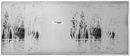Paysage, forêt, Plaque verre photo stéréo, négatif noir & blanc 4,5x10,7 cm