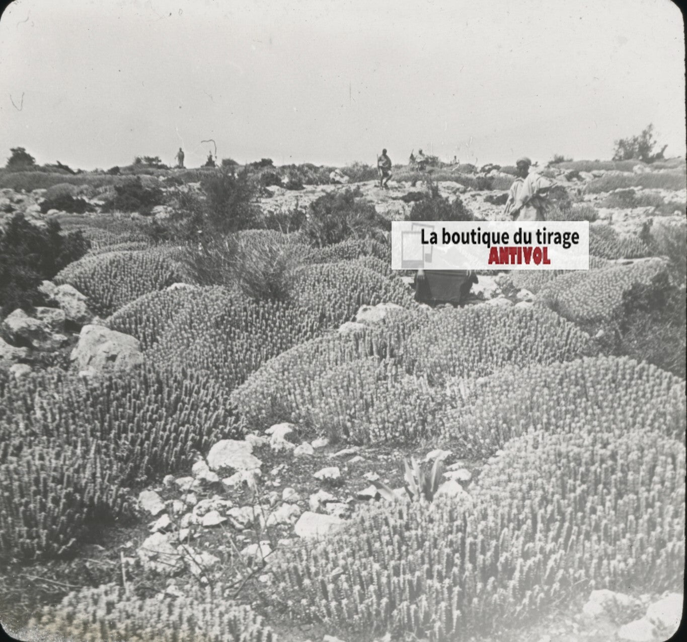 Euphorbe résinifère, Maroc, paysage, photo plaque verre, positif 8,5x10 cm