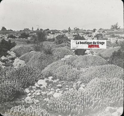 Euphorbe résinifère, Maroc, paysage, photo plaque verre, positif 8,5x10 cm