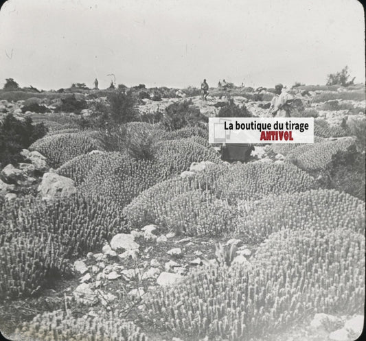 Euphorbe résinifère, Maroc, paysage, photo plaque verre, positif 8,5x10 cm