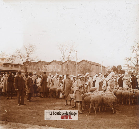 Marché aux moutons, Algérie, plaque verre photo ancienne stéréo 6x13 cm