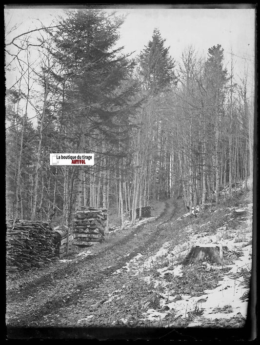 Forêt, montagne bois, Plaque verre photo, négatif ancien noir & blanc 9x12 cm