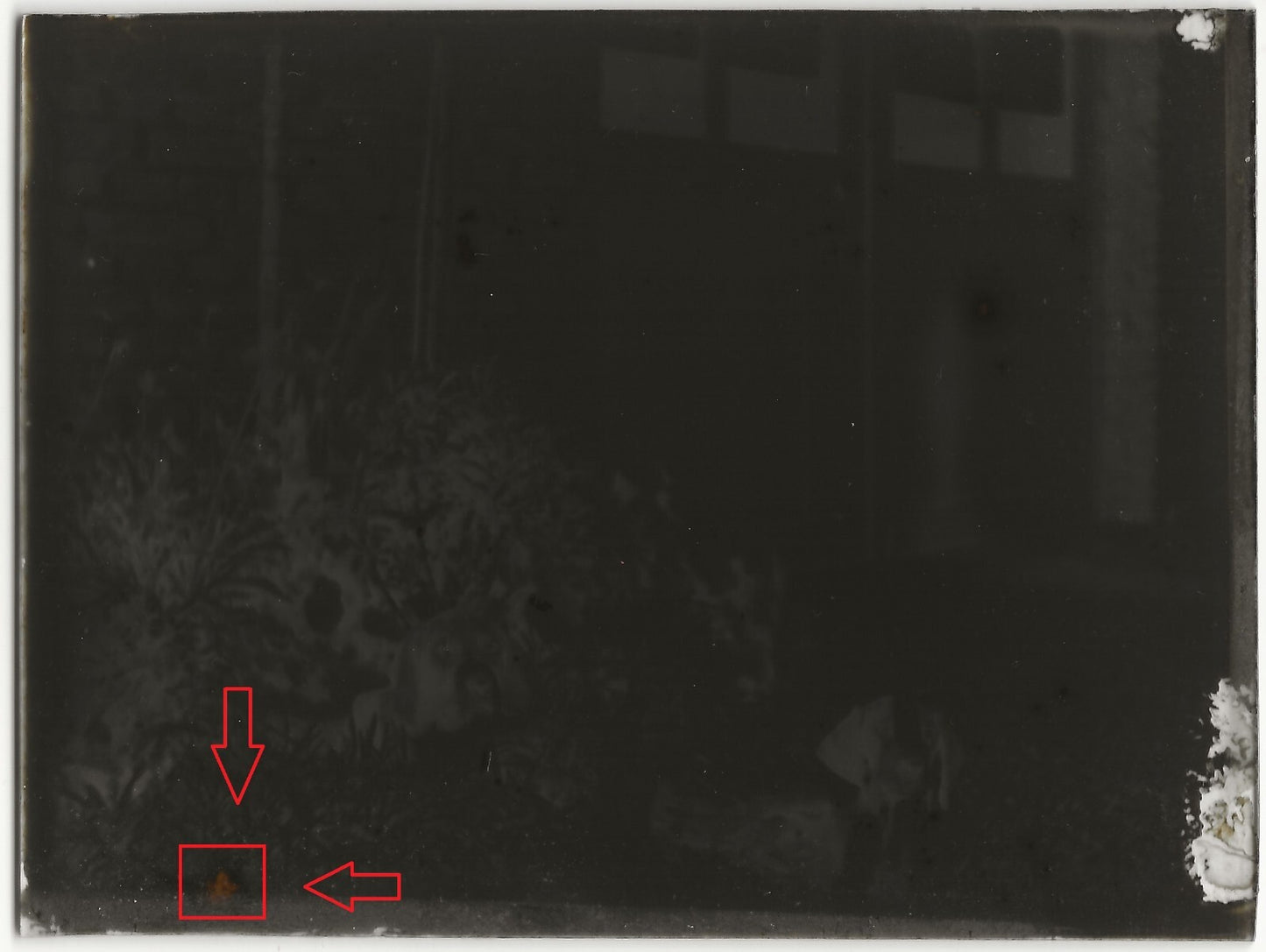 Chiens, chiots, plaque verre photo ancienne, négatif noir & blanc 9x12 cm