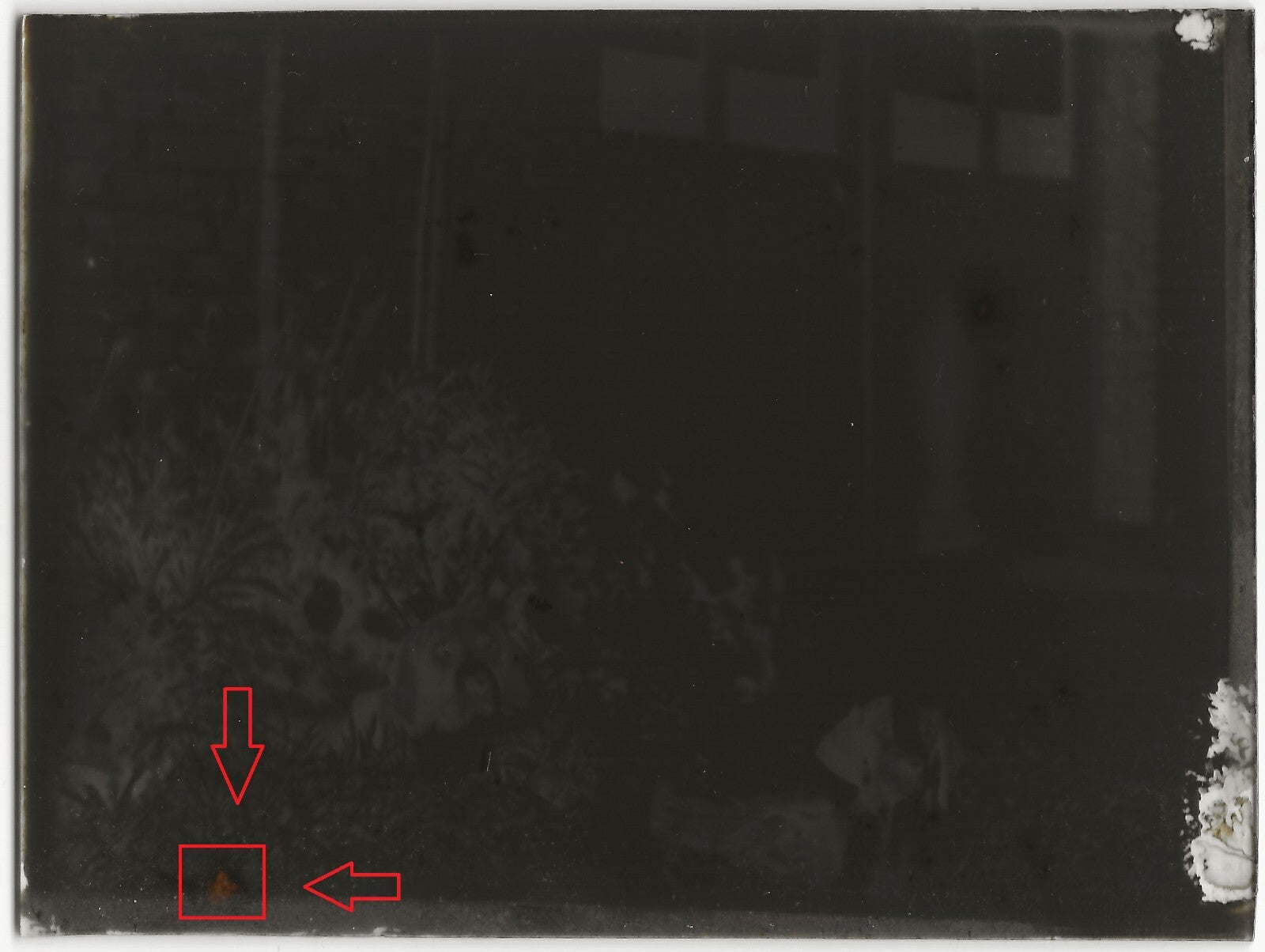 Chiens, chiots, plaque verre photo ancienne, négatif noir & blanc 9x12 cm