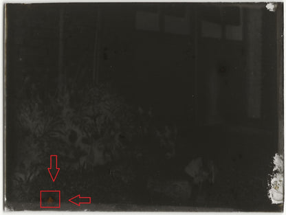 Chiens, chiots, plaque verre photo ancienne, négatif noir & blanc 9x12 cm