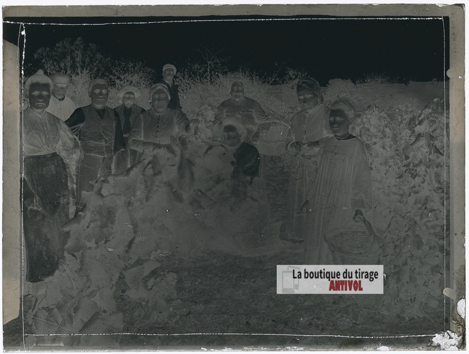 Vendanges familiales, vignes, plaque verre photo ancienne, négatif 9x12 cm