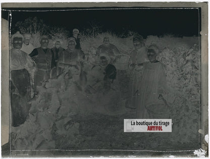 Vendanges familiales, vignes, plaque verre photo ancienne, négatif 9x12 cm