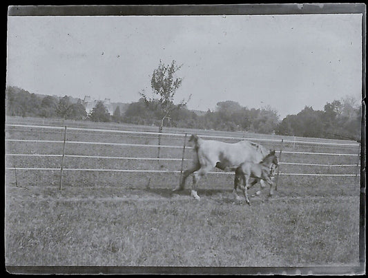 Plaque verre photo ancienne négatif noir et blanc 4x6 cm chevaux château Bailly