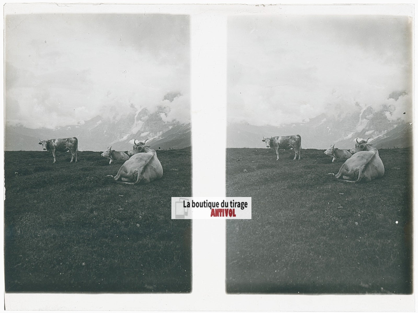 Vaches, montagne, Alpes Suisse, stéréo photo plaque verre, noir & blanc, 9x12 cm
