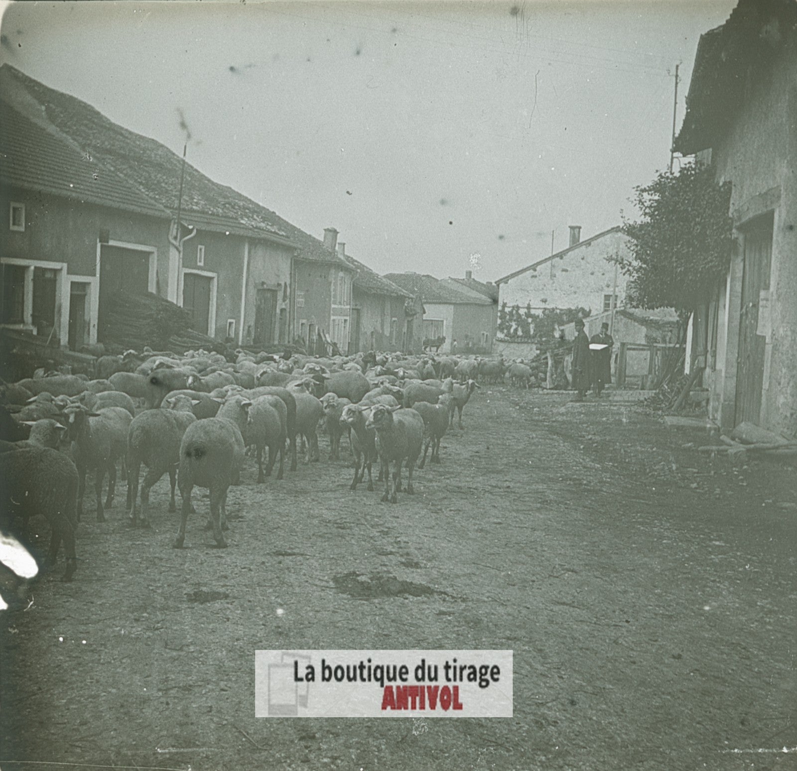 Troupeau de moutons, village, plaque verre stéréo, photo ancienne 4,5x10,7 cm