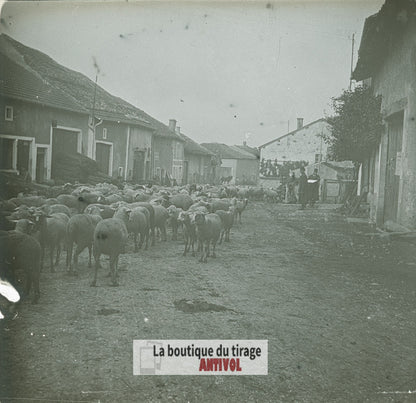 Troupeau de moutons, village, plaque verre stéréo, photo ancienne 4,5x10,7 cm