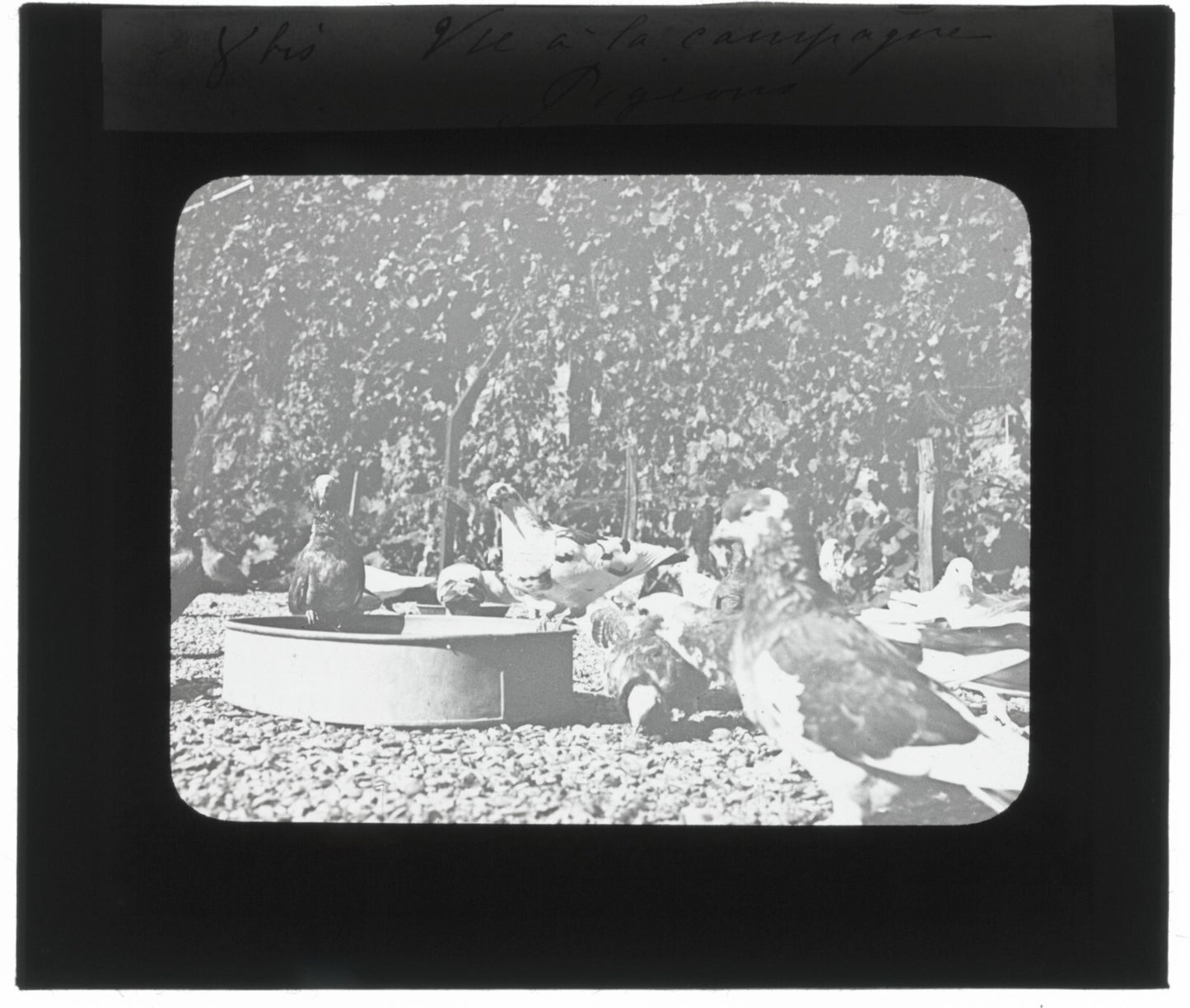 Pigeons, oiseaux, campagne, photo ancienne plaque de verre, positif 8,5x10 cm