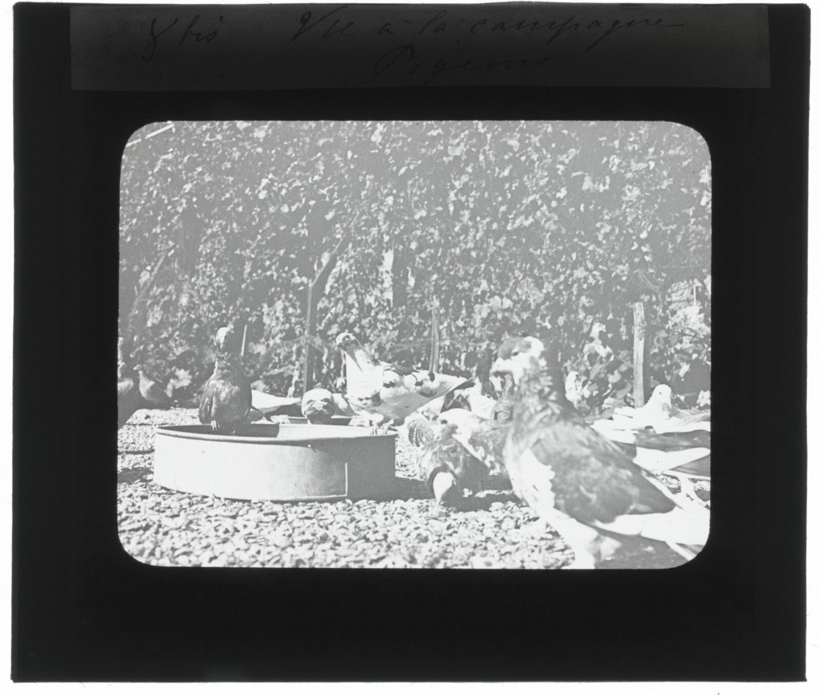 Pigeons, oiseaux, campagne, photo ancienne plaque de verre, positif 8,5x10 cm